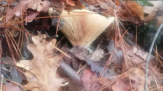 MUĞLA'DA ÇINTAR MEVSİMİ BAŞLADI