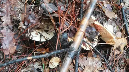 MUĞLA'DA ÇINTAR MEVSİMİ BAŞLADI