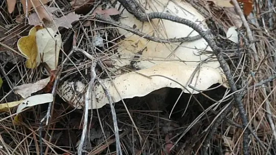 MUĞLA'DA ÇINTAR MEVSİMİ BAŞLADI