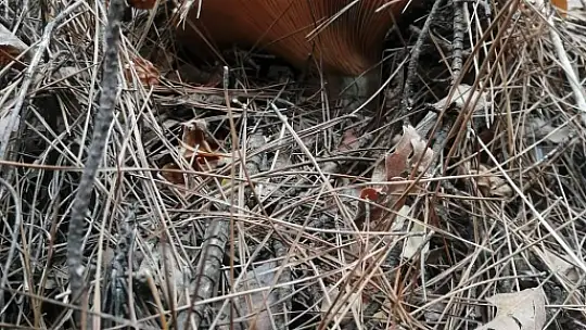 MUĞLA'DA ÇINTAR MEVSİMİ BAŞLADI