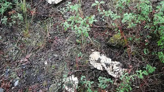 MUĞLA'DA ÇINTAR MEVSİMİ BAŞLADI