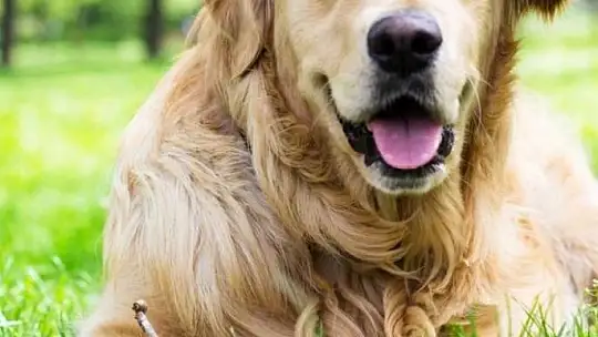 Muğla'da çocuğa köpek saldırısı