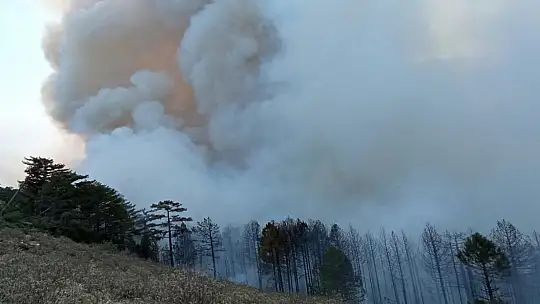 Muğla'da dört ilçede yangınlar devam ediyor