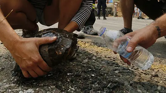 Muğla'da dumanlar içerisinde kalan kaplumbağaya ekiplerden can suyu