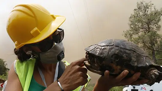 Muğla'da dumanlar içerisinde kalan kaplumbağaya ekiplerden can suyu