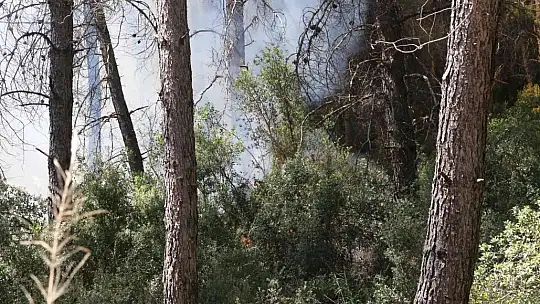 Muğla'da orman yangını