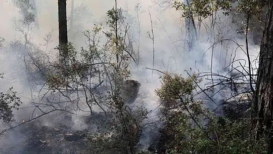 Muğla'da orman yangını