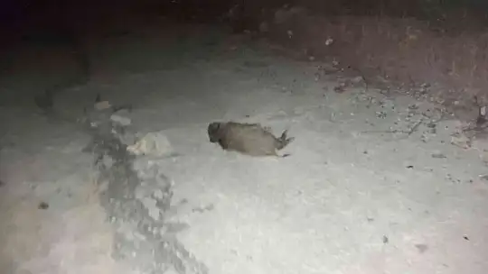 MUĞLA'DA OTOMOBİL DOMUZ SÜRÜSÜNE DALDI, 4 DOMUZ TELEF OLDU