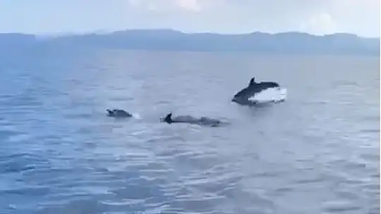 MUĞLA'DA YUNUSLARDAN GÖRSEL ŞÖLEN