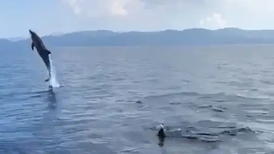 MUĞLA'DA YUNUSLARDAN GÖRSEL ŞÖLEN