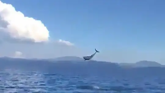 MUĞLA'DA YUNUSLARDAN GÖRSEL ŞÖLEN