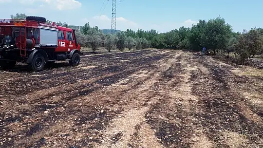 Muğla'da zeytinlik yangını