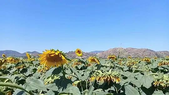 Muğla'daki çalışmalarda çayır tırtılına rastlanmadı