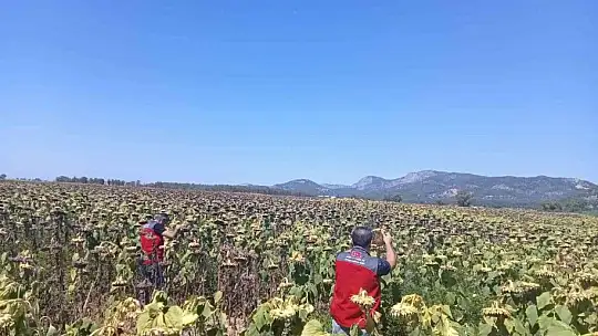 Muğla'daki çalışmalarda çayır tırtılına rastlanmadı