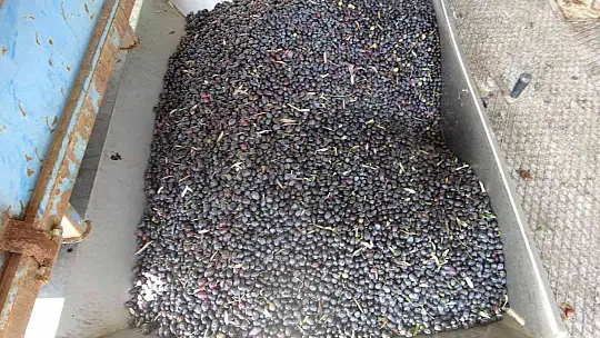 MUĞLA'DAKİ FABRİKALARINDA 7 GÜN 24 SAAT ZEYTİNYAĞI NÖBETİ
