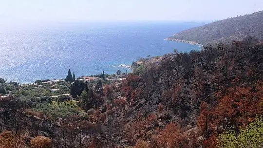 Muğla'daki yangının ardından yaralar sarılmaya devam ediyor