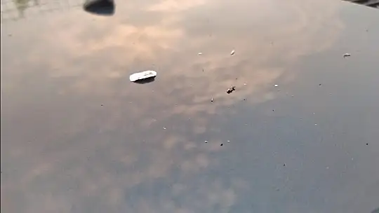 Muğla'daki yangının külleri Denizli ve ilçelerine ulaştı