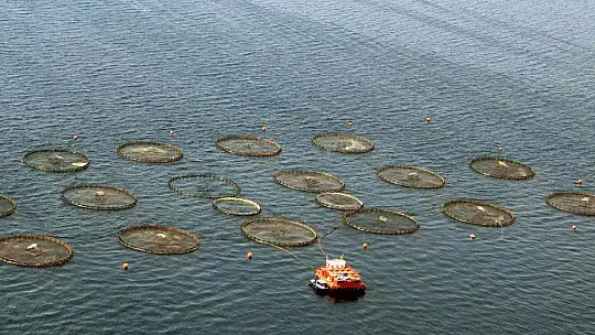 Muğla'dan 54 ülkeye 453 milyon dolarlık balık ihracatı