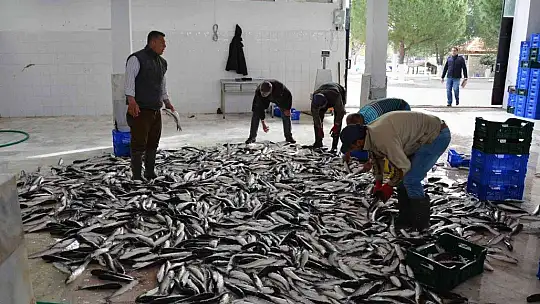 Muğla'dan 54 ülkeye 453 milyon dolarlık balık ihracatı