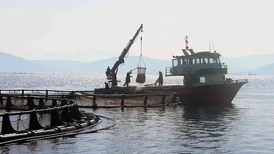 Muğla'dan 54 ülkeye 453 milyon dolarlık balık ihracatı