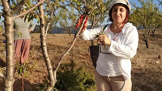 MUĞLA İL TARIM, AĞAÇ ÖLÜMLERİNE NEDEN OLAN BAKTERİYE KARŞI ÖNLEM ALIYOR