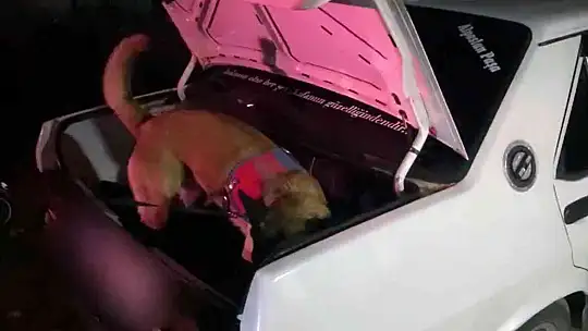 MUĞLA JANDARMASINDAN 'KÖKÜNÜ KURUTMA' OPERASYONU