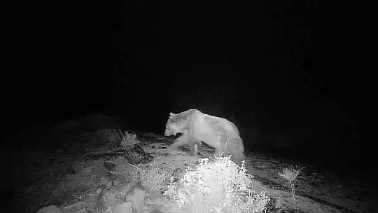 MUĞLA KÖYCEĞİZ'DE VİDEOKAPANLA İLK DEFA BOZAYI GÖRÜNTÜLENDİ