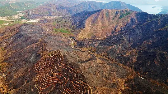 Muğla'nın orman varlığı yüzde 60'a düştü