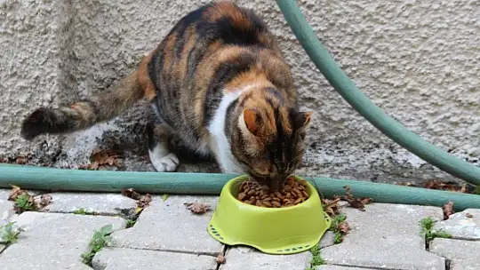 Muhtar sokak hayvanlarını kendi imkanları ile besliyor