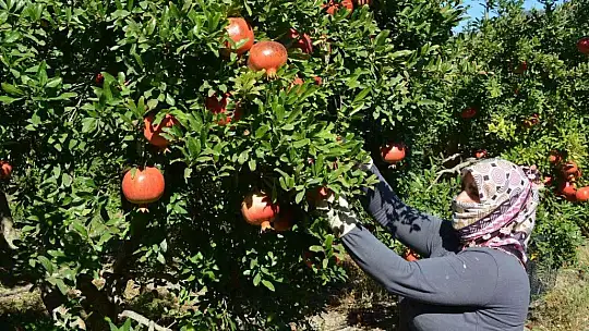 Nar üretiminde verim çiftçiyi sevindirdi