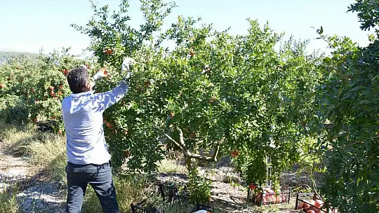 Nar üretiminde verim çiftçiyi sevindirdi