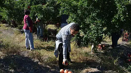 Nar üretiminde verim çiftçiyi sevindirdi