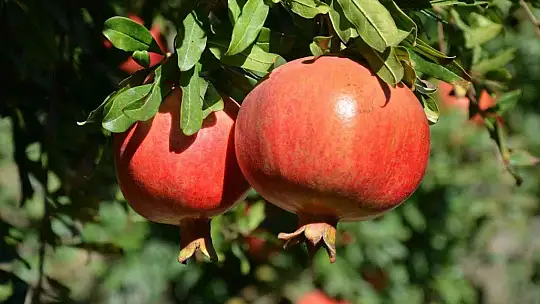 Nar üretiminde verim çiftçiyi sevindirdi