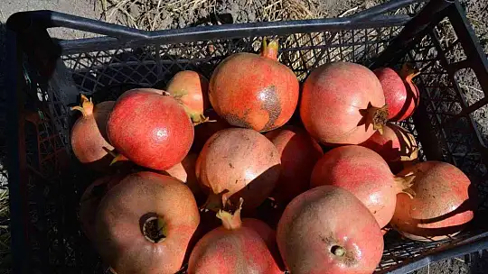 Nar üretiminde verim çiftçiyi sevindirdi