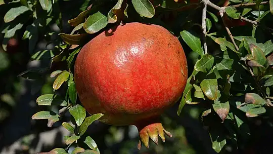 Nar üretiminde verim çiftçiyi sevindirdi