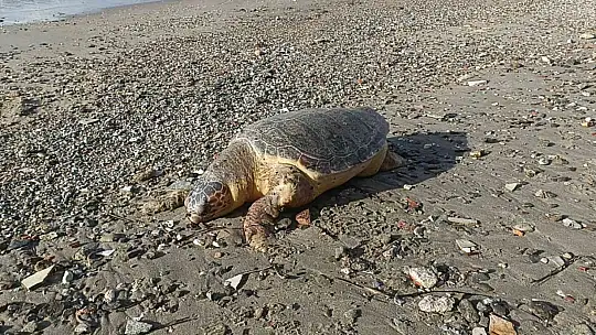 NESLİ TÜKENMEKTE OLAN KAPLUMBAĞA ÖLÜSÜ SAHİLE VURDU