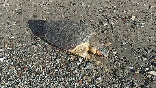 NESLİ TÜKENMEKTE OLAN KAPLUMBAĞA ÖLÜSÜ SAHİLE VURDU