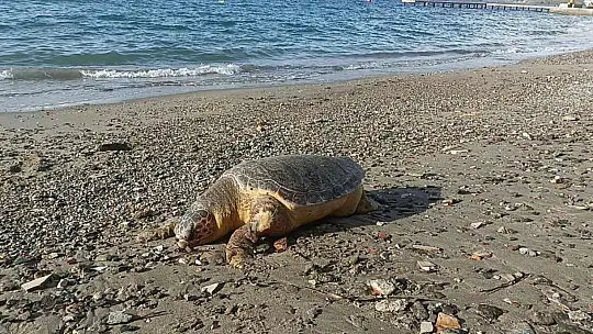 NESLİ TÜKENMEKTE OLAN KAPLUMBAĞA ÖLÜSÜ SAHİLE VURDU