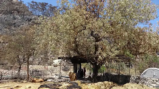 Orman yangınından etkilenen köylerde yaralar sarılıyor