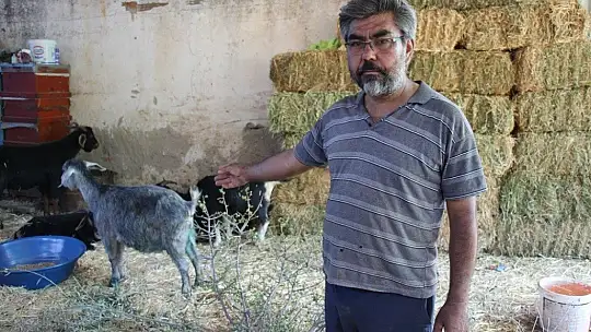 Orman yangınları keçilerin de psikolojisini bozdu