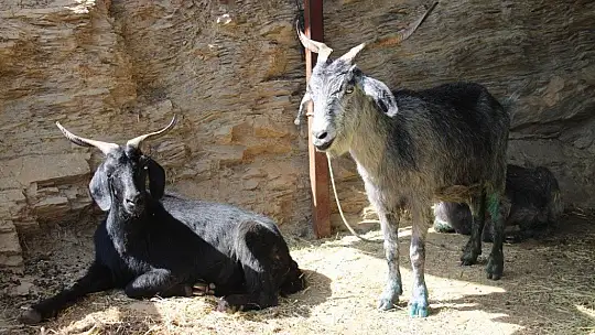 Orman yangınları keçilerin de psikolojisini bozdu