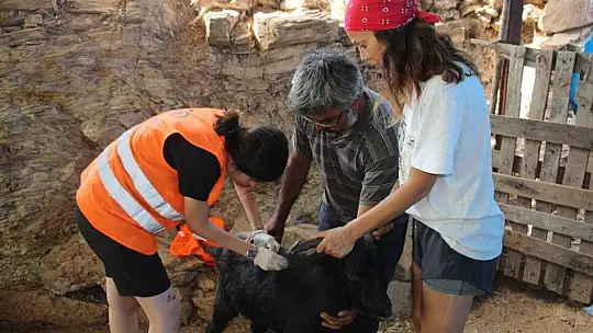 Orman yangınları keçilerin de psikolojisini bozdu
