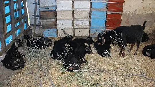 Orman yangınları keçilerin de psikolojisini bozdu