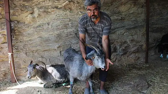 Orman yangınları keçilerin de psikolojisini bozdu