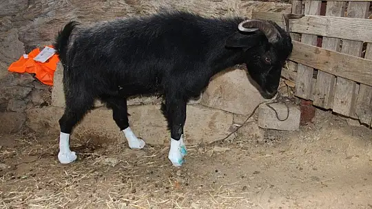 Orman yangınları keçilerin de psikolojisini bozdu