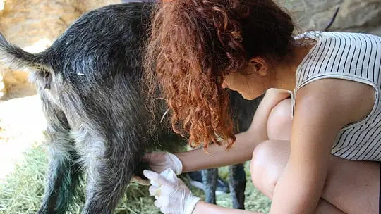 Orman yangınları keçilerin de psikolojisini bozdu