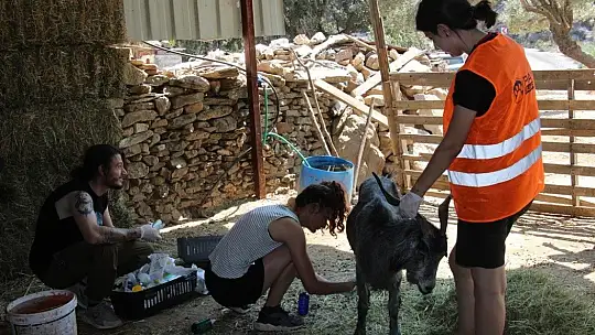Orman yangınları keçilerin de psikolojisini bozdu