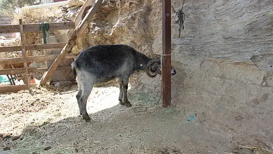 Orman yangınları keçilerin de psikolojisini bozdu