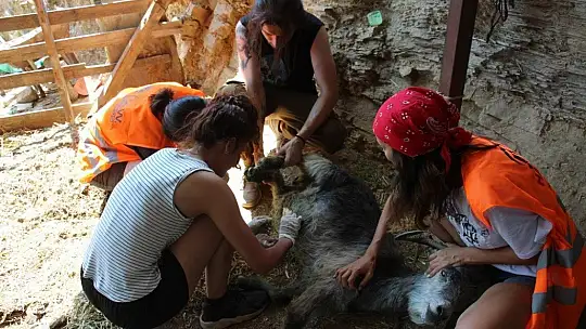 Orman yangınları keçilerin de psikolojisini bozdu