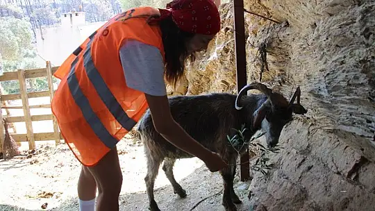 Orman yangınları keçilerin de psikolojisini bozdu